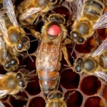 پرورش ملکه زنبور عسل